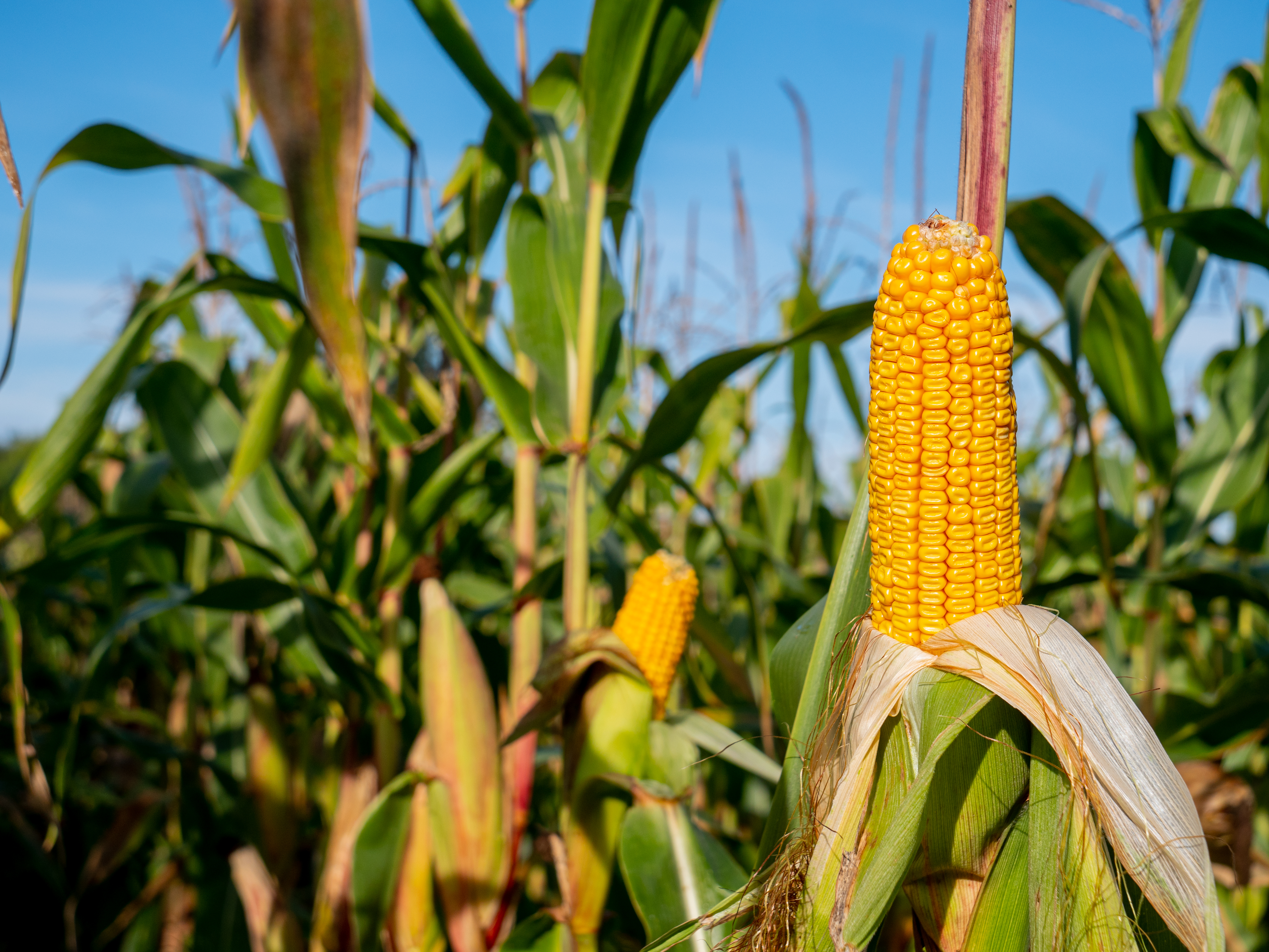 Closeup view on ready yellow corn on a field.